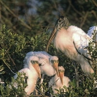 Everglades NP Wood Stork and Chicks on Nest от Joanne Williams