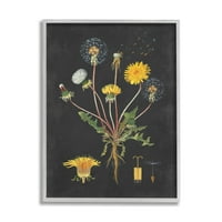 Ступел Индъстрис ботаническа рисунка глухарче на черен дизайн графично изкуство сива рамка изкуство печат стена изкуство, 16х20